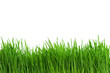 Wheat grass