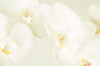 Foto: Orchids close-up Orchids close-up