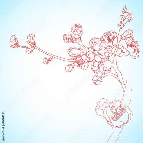 Vector: background with sakura flowers background with sakura flowers