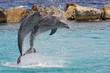 Dolphins jumping