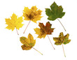 set of colorful autumn maple leafs