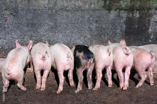 Photo: Piglets eating at trough with curly tails Piglets eating at trough with curly tails