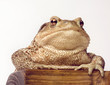 Toad sitting on a table
