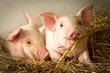 Pigs in a barn I