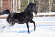 Black horse portrait in motion on the snow Black horse portrait in motion on the snow