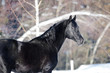 Black horse portrait in winter time Black horse portrait in winter time