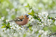 Frühling 115