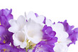 Fresh fresia flowers