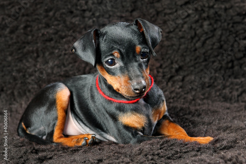 Photo: Miniature Pinscher Puppy Miniature Pinscher Puppy