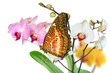 Schmetterling 18