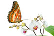 Schmetterling 24