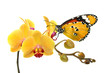 Schmetterling 33