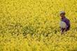 Photo: Farmer in a rape field Farmer in a rape field