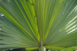 Natural palm leaf Natural palm leaf