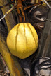 Cuba's tropical coconut Cuba's tropical coconut