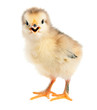 Little chicken isolated on white
