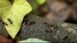 Video: Colony Of Rizzaculo Ants (Crematogaster Scutellaris) Colony Of Rizzaculo Ants (Crematogaster Scutellaris)