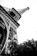 Eiffel Tower Black and White