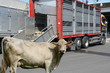 viehtransporter 4