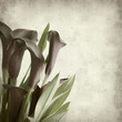 textured old paper background with darl purple calla lilies