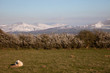 Spring snowfall