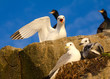 Family of the Black-legged Kittiwakes (Rissa tridactyla).