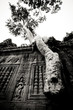 Tree growing out of a Cambodian temple
