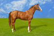 Red warmbllood horse on green grass