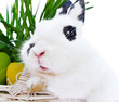 Osternhase