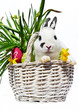 Osternhase