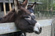 Donkeys