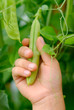 Pea Grasp