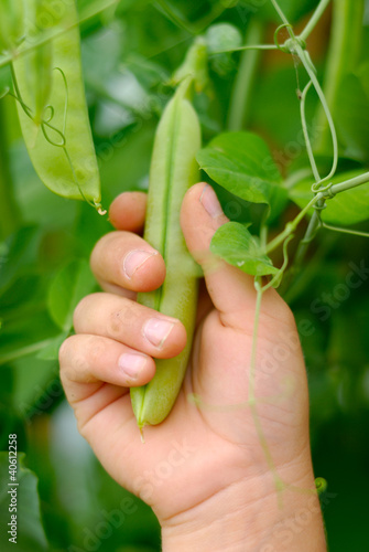 Photo: Pea Grasp Pea Grasp