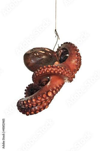 Foto: Funny scene with a hooked and boiled octopus on white Funny scene with a hooked and boiled octopus on white