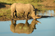 Breitmaulnashorn am Wasserloch