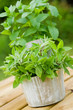 Fresh mint