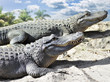 Alligators
