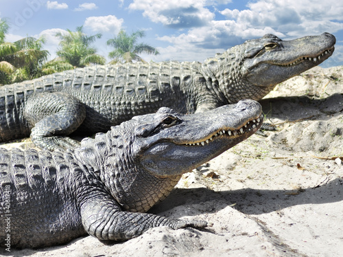 Photo: Alligators Alligators