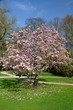 Blossoming Magnolia Tree