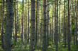 Background forest