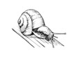 escargot