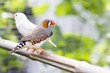 Foto: Oiseau du bengale Oiseau du bengale