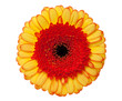 Gerbera daisy mit exaktem Beschneidungspfad