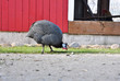 Perlhuhn