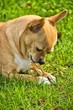 young chihuahua biting clip