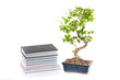 bonsai tree and books