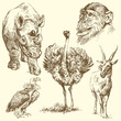 wild animals