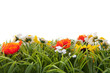 Summer Grass
