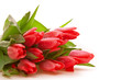 Tulpen,Hintergrund