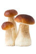 Three ceps, boletus, isolated